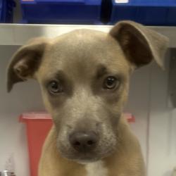 Shelter Stray Male Dog last seen , 328 Furman Hall Rd, Greenville, SC 29609, USA