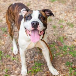 Shelter Stray Male Dog last seen , 1901 N 31st Ave, Hattiesburg, MS 39401, USA