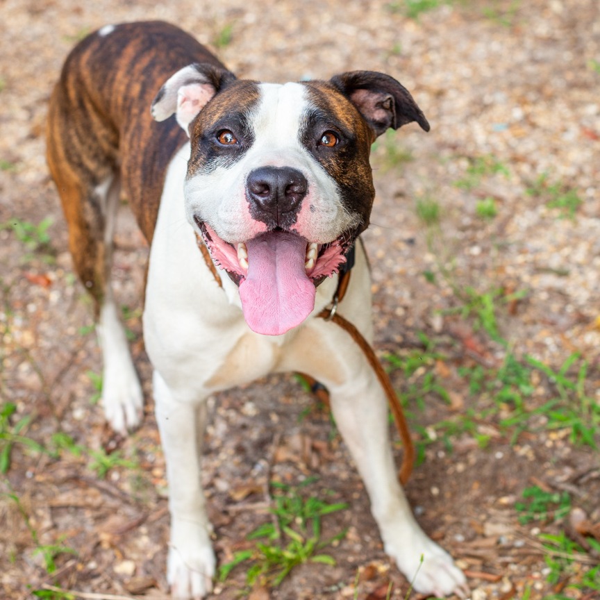 Shelter Stray Male Dog last seen , 1901 N 31st Ave, Hattiesburg, MS 39401, USA