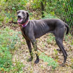 Shelter Stray Female Dog last seen , 1901 N 31st Ave, Hattiesburg, MS 39401, USA