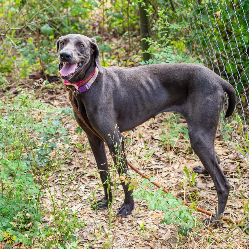 Shelter Stray Female Dog last seen , 1901 N 31st Ave, Hattiesburg, MS 39401, USA