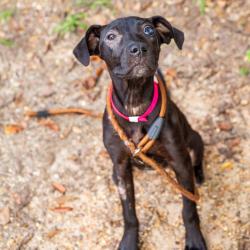 Shelter Stray Female Dog last seen , 1901 N 31st Ave, Hattiesburg, MS 39401, USA