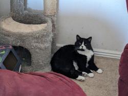 Reunited Female Cat last seen Near N Kenneth Ave, Kuna, ID 83634