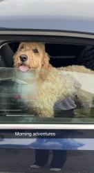 Found/Stray Female Dog last seen Near Dollar General and Kwik Start, Denver, IA 50622