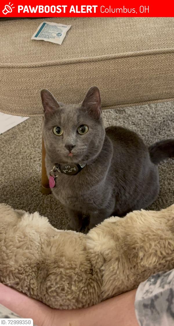 Lost Female Cat last seen Fieldstone trace and Stratford chase apmts, Columbus, OH 43081