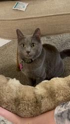 Lost Female Cat last seen Fieldstone trace and Stratford chase apmts, Columbus, OH 43081