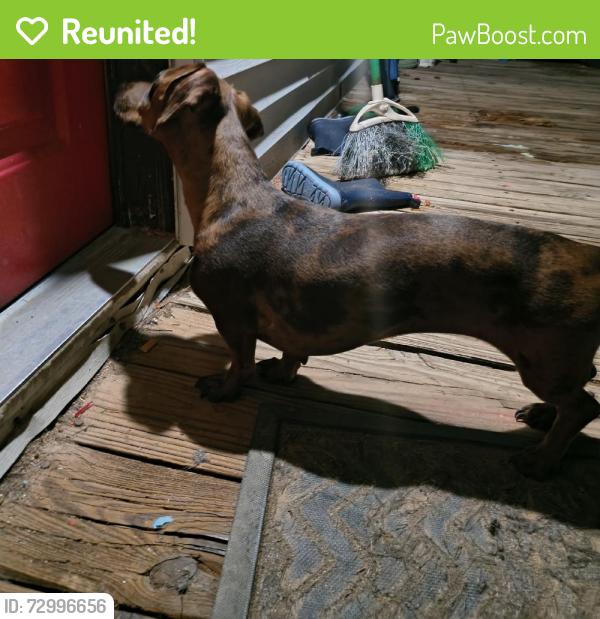 Reunited Female Dog last seen Frye Bridge Rd, Clemmons, NC 27012, USA, Clemmons, NC 27012