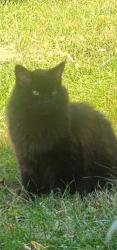 Lost Male Cat last seen Blossom Hill, Pittsburgh, PA 15234