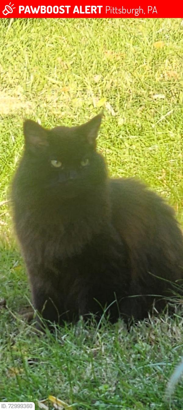Lost Male Cat last seen Blossom Hill, Pittsburgh, PA 15234