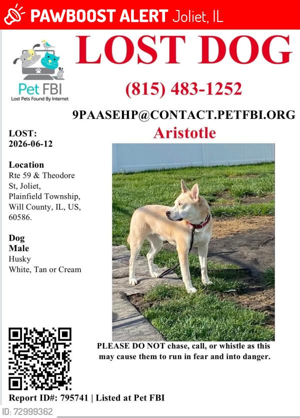 Lost Male Dog last seen Near and Theodore, Joliet, IL 60586
