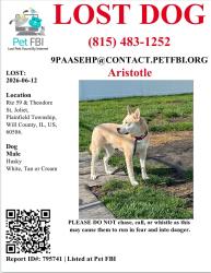 Lost Male Dog last seen Near and Theodore, Joliet, IL 60586