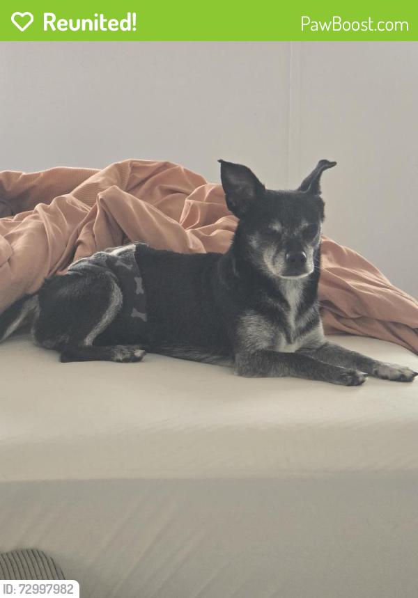 Reunited Male Dog last seen Dayflower and angus valley dr, Wesley Chapel, FL 33544
