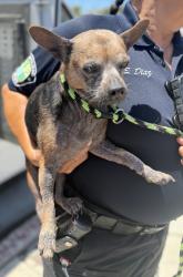 Found/Stray Male Dog last seen Near block of Cordary Ave, Hawthorne, CA 90250