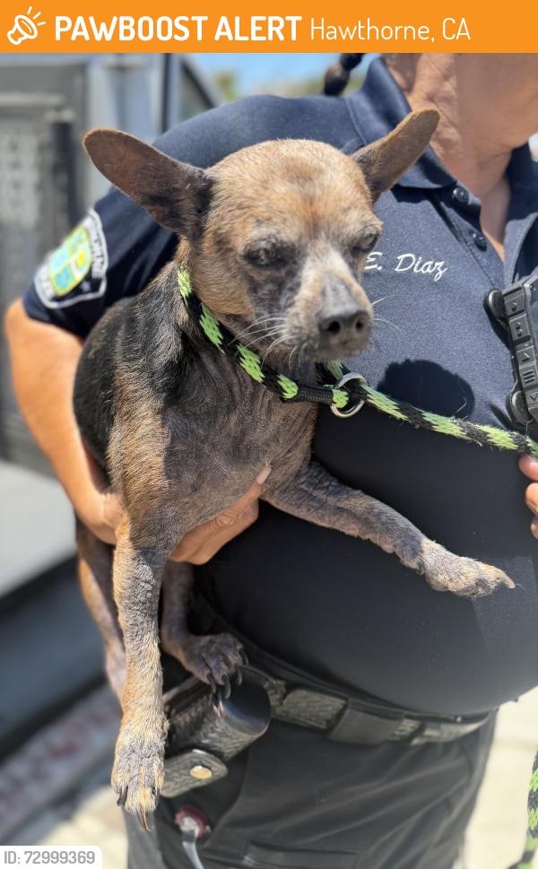 Found/Stray Male Dog last seen Near block of Cordary Ave, Hawthorne, CA 90250