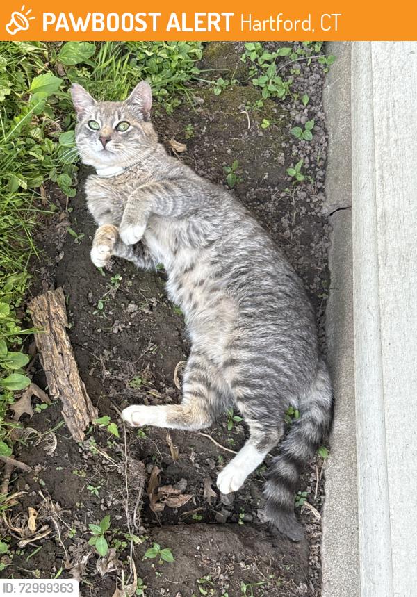 Found/Stray Male Cat last seen Roger st and Yale st 06106, Hartford, CT 06106