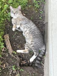 Found/Stray Male Cat last seen Roger st and Yale st 06106, Hartford, CT 06106