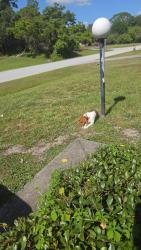 Reunited Male Dog last seen Júpiter st NW, Palm Bay, FL 32907