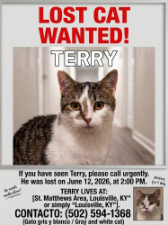 Lost Male Cat last seen Lousville ky, Blue Ridge Manor, KY 40223