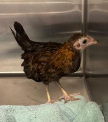Shelter Stray Unknown Chicken last seen Midwest City, 8485 E Reno Ave, Midwest City, OK 73110, USA