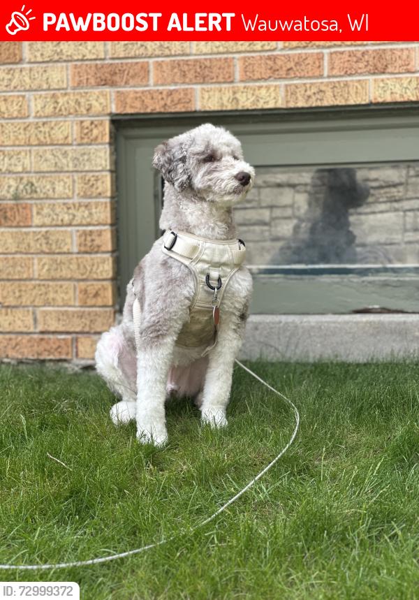 Lost Male Dog last seen Near n 101st , Wauwatosa, WI 53222