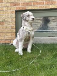Lost Male Dog last seen Near n 101st , Wauwatosa, WI 53222
