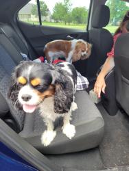 Found/Stray Unknown Dog last seen The Lake hse Boat Club Rd, Fort Worth, TX 76179