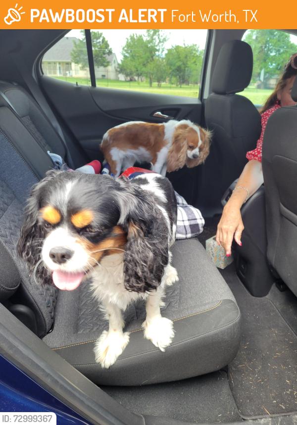Found/Stray Unknown Dog last seen The Lake hse Boat Club Rd, Fort Worth, TX 76179