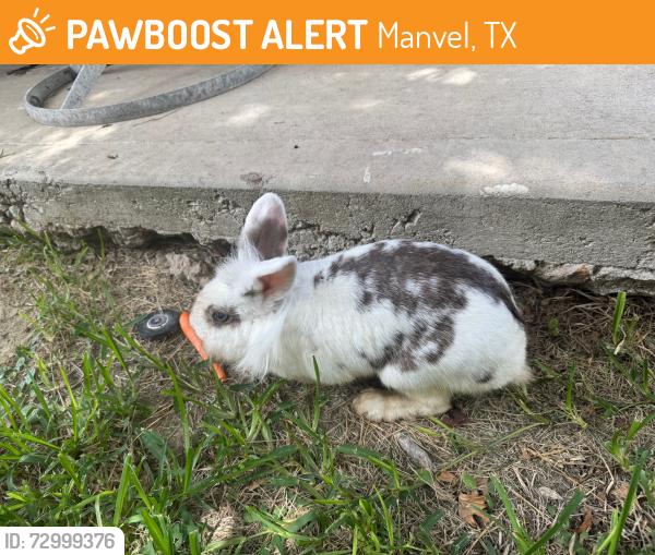 Found/Stray Unknown Rabbit last seen Texas Trail and Ewing Drive, Manvel 77578, Manvel, TX 77578