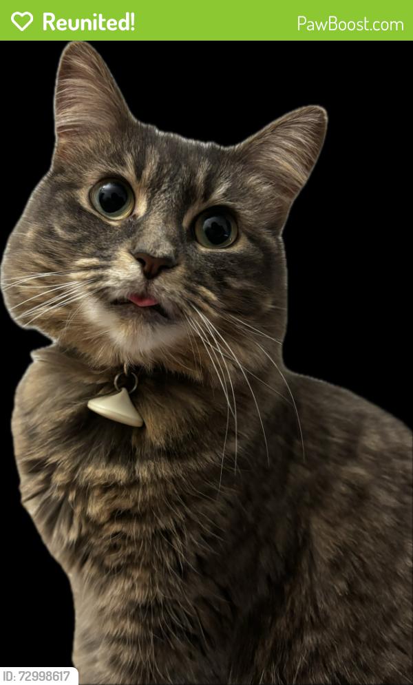 Reunited Female Cat last seen The eleanor, Holly Hill, FL 32117