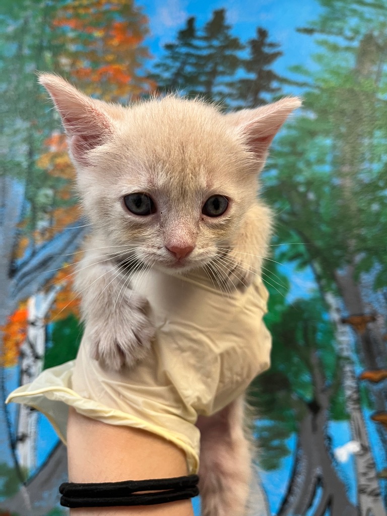 Shelter Stray Male Cat last seen Bexar County, 3353 Morningside Dr, New Braunfels, TX 78132, USA
