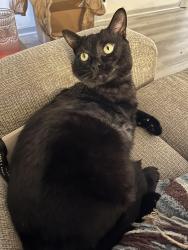 Reunited Male Cat last seen Highland Acres neighborhood , Maryville, TN 37801