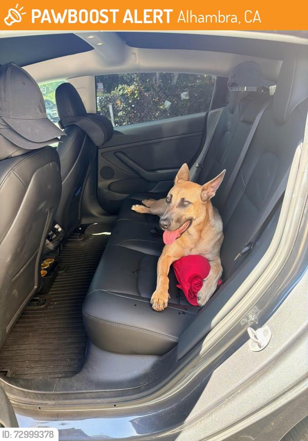 Found/Stray Unknown Dog last seen U2 Cafe parking lot, Alhambra, CA 91801