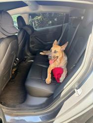 Found/Stray Unknown Dog last seen U2 Cafe parking lot, Alhambra, CA 91801