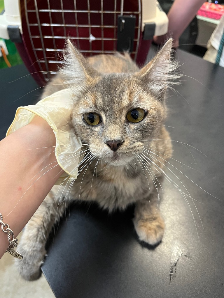 Shelter Stray Female Cat last seen Bexar County, 3353 Morningside Dr, New Braunfels, TX 78132, USA
