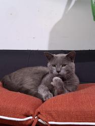 Lost Male Cat last seen Lawn Ave Stamford , Stamford, CT 06902