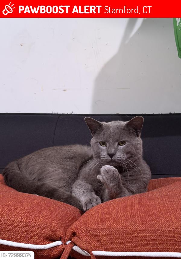 Lost Male Cat last seen Lawn Ave Stamford , Stamford, CT 06902