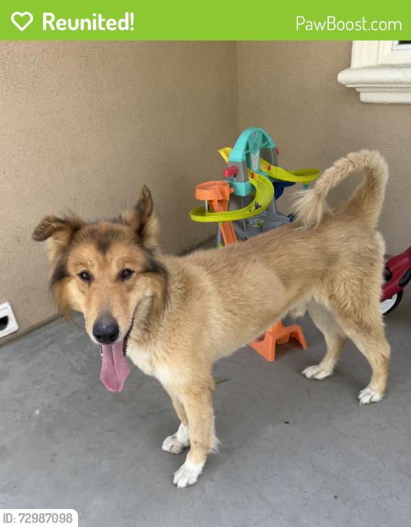 Reunited Male Dog last seen Maple Ave, Beaumont, CA 92223, USA, Beaumont, CA 92223