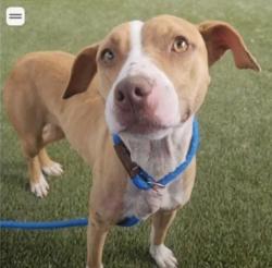 Lost Female Dog last seen Magee and Torresdale, Philadelphia, PA 19135