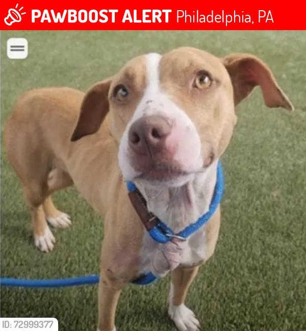 Lost Female Dog last seen Magee and Torresdale, Philadelphia, PA 19135