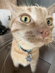 Reunited Male Cat last seen Star grass lane , Naples, FL 34116