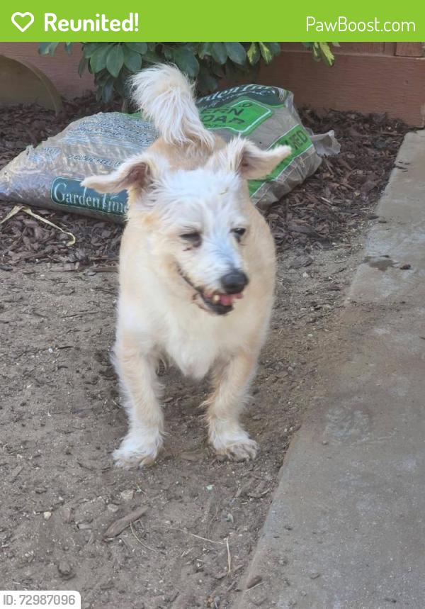 Reunited Male Dog last seen Near Michigan Ave, Beaumont, CA 92223, USA, Beaumont, CA 92223