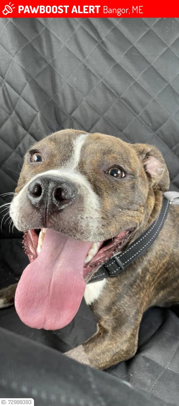 Lost Male Dog last seen Cedar Street, Davenport park, Bangor, ME 04401