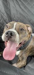 Lost Male Dog last seen Cedar Street, Davenport park, Bangor, ME 04401