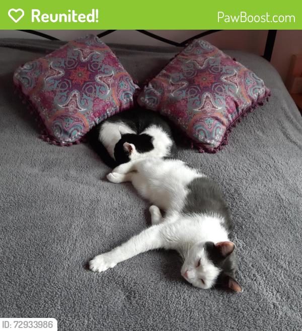 Reunited Male Cat last seen Knightsridge Road, Dechmont, Scotland EH52 6LY