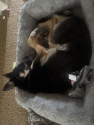 Reunited Female Dog last seen Evans/bulverde , San Antonio, TX 78259