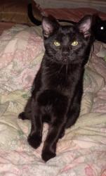 Lost Male Cat last seen Palm View Rv Park & Campground, Perris, CA 92570