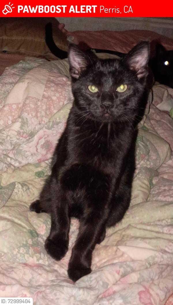 Lost Male Cat last seen Palm View Rv Park & Campground, Perris, CA 92570