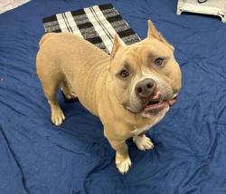 Shelter Stray Male Dog last seen Near BLOCK YOUNG ST, DETROIT, MI 48205, 7401 Chrysler Dr, Detroit, MI 48211, USA