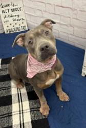 Shelter Stray Female Dog last seen Near BLOCK 24TH ST, DETROIT, MI 48208, 7401 Chrysler Dr, Detroit, MI 48211, USA