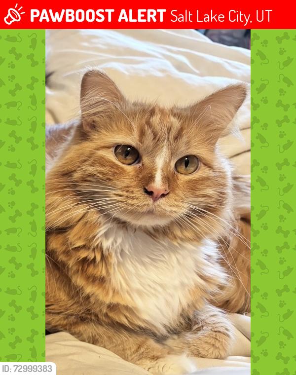 Lost Female Cat last seen Walcott optical , Salt Lake City, UT 84106